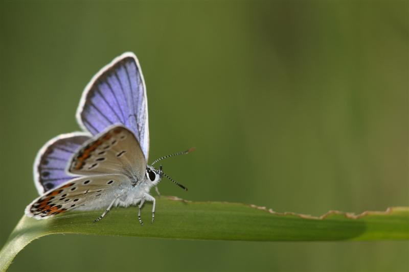 Licenide da identificare